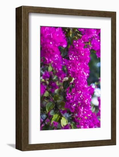 Sint Eustatius. Oranjestad, Bougainvillea flowers-Walter Bibikow-Framed Photographic Print