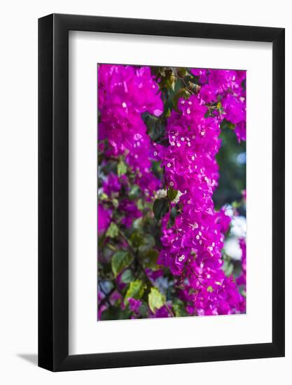 Sint Eustatius. Oranjestad, Bougainvillea flowers-Walter Bibikow-Framed Photographic Print