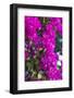 Sint Eustatius. Oranjestad, Bougainvillea flowers-Walter Bibikow-Framed Photographic Print