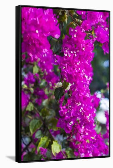 Sint Eustatius. Oranjestad, Bougainvillea flowers-Walter Bibikow-Framed Stretched Canvas