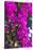 Sint Eustatius. Oranjestad, Bougainvillea flowers-Walter Bibikow-Stretched Canvas