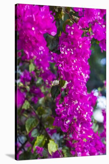 Sint Eustatius. Oranjestad, Bougainvillea flowers-Walter Bibikow-Stretched Canvas