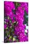 Sint Eustatius. Oranjestad, Bougainvillea flowers-Walter Bibikow-Stretched Canvas