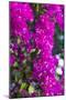 Sint Eustatius. Oranjestad, Bougainvillea flowers-Walter Bibikow-Mounted Photographic Print