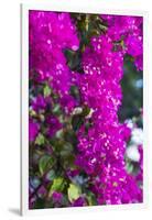 Sint Eustatius. Oranjestad, Bougainvillea flowers-Walter Bibikow-Framed Photographic Print