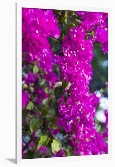 Sint Eustatius. Oranjestad, Bougainvillea flowers-Walter Bibikow-Framed Photographic Print