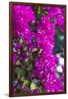 Sint Eustatius. Oranjestad, Bougainvillea flowers-Walter Bibikow-Framed Photographic Print