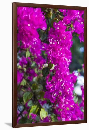 Sint Eustatius. Oranjestad, Bougainvillea flowers-Walter Bibikow-Framed Photographic Print