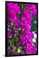 Sint Eustatius. Oranjestad, Bougainvillea flowers-Walter Bibikow-Framed Photographic Print