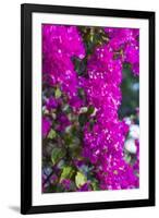 Sint Eustatius. Oranjestad, Bougainvillea flowers-Walter Bibikow-Framed Photographic Print