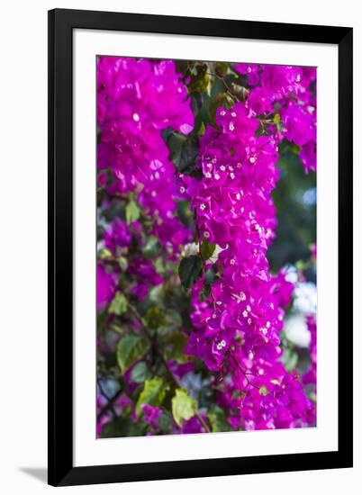 Sint Eustatius. Oranjestad, Bougainvillea flowers-Walter Bibikow-Framed Photographic Print