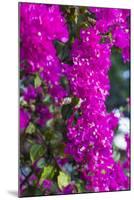 Sint Eustatius. Oranjestad, Bougainvillea flowers-Walter Bibikow-Mounted Photographic Print