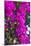 Sint Eustatius. Oranjestad, Bougainvillea flowers-Walter Bibikow-Mounted Photographic Print