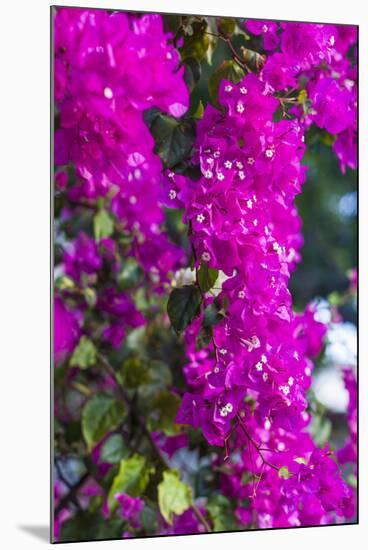 Sint Eustatius. Oranjestad, Bougainvillea flowers-Walter Bibikow-Mounted Photographic Print