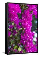 Sint Eustatius. Oranjestad, Bougainvillea flowers-Walter Bibikow-Framed Stretched Canvas