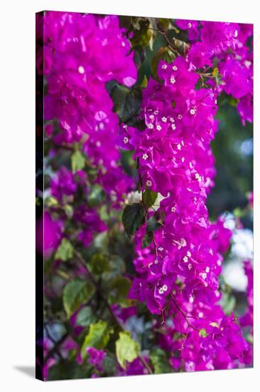 Sint Eustatius. Oranjestad, Bougainvillea flowers-Walter Bibikow-Stretched Canvas