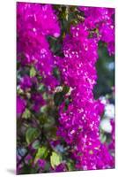 Sint Eustatius. Oranjestad, Bougainvillea flowers-Walter Bibikow-Mounted Premium Photographic Print
