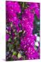 Sint Eustatius. Oranjestad, Bougainvillea flowers-Walter Bibikow-Mounted Premium Photographic Print