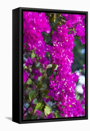 Sint Eustatius. Oranjestad, Bougainvillea flowers-Walter Bibikow-Framed Stretched Canvas