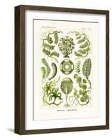 Siphoneae, 1899-1904-null-Framed Giclee Print