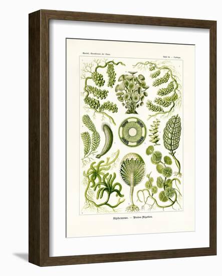 Siphoneae, 1899-1904-null-Framed Giclee Print