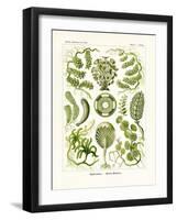 Siphoneae, 1899-1904-null-Framed Giclee Print