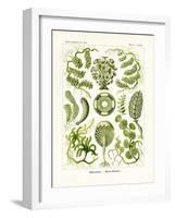 Siphoneae, 1899-1904-null-Framed Giclee Print