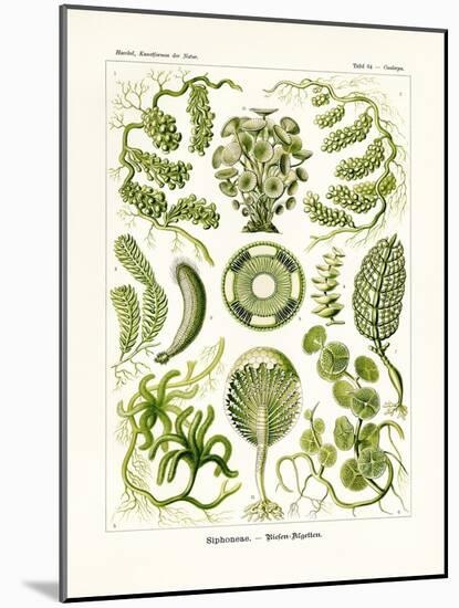 Siphoneae, 1899-1904-null-Mounted Giclee Print