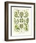 Siphoneae, 1899-1904-null-Framed Giclee Print