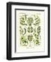 Siphoneae, 1899-1904-null-Framed Giclee Print