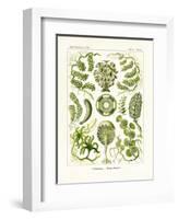 Siphoneae, 1899-1904-null-Framed Giclee Print