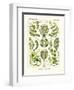 Siphoneae, 1899-1904-null-Framed Giclee Print