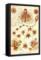 Siphoneae Hydrozoa-Ernst Haeckel-Framed Stretched Canvas