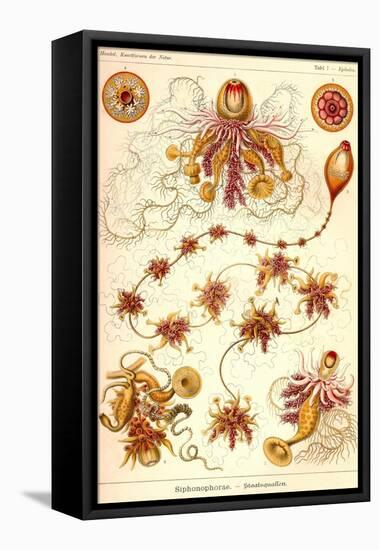 Siphoneae Hydrozoa-Ernst Haeckel-Framed Stretched Canvas