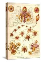 Siphoneae Hydrozoa-Ernst Haeckel-Stretched Canvas