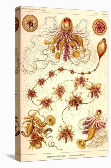 Siphoneae Hydrozoa-Ernst Haeckel-Stretched Canvas
