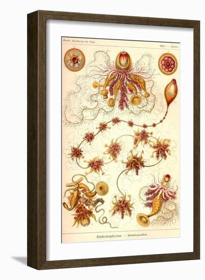 Siphoneae Hydrozoa-Ernst Haeckel-Framed Art Print