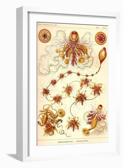 Siphoneae Hydrozoa-Ernst Haeckel-Framed Art Print