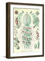 Siphoneae Hydrozoa-Ernst Haeckel-Framed Art Print