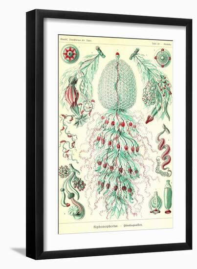 Siphoneae Hydrozoa-Ernst Haeckel-Framed Art Print