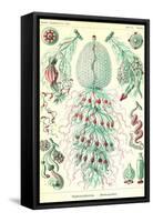 Siphoneae Hydrozoa-Ernst Haeckel-Framed Stretched Canvas