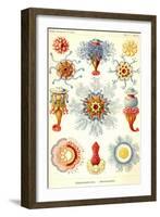 Siphoneae Hydrozoa-Ernst Haeckel-Framed Art Print