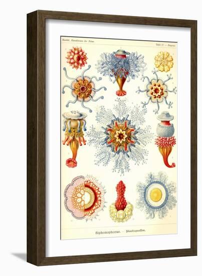 Siphoneae Hydrozoa-Ernst Haeckel-Framed Art Print