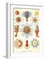 Siphoneae Hydrozoa-Ernst Haeckel-Framed Art Print