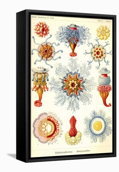 Siphoneae Hydrozoa-Ernst Haeckel-Framed Stretched Canvas