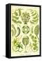 Siphoneae Hydrozoa-Ernst Haeckel-Framed Stretched Canvas