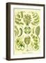 Siphoneae Hydrozoa-Ernst Haeckel-Framed Art Print