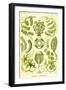 Siphoneae Hydrozoa-Ernst Haeckel-Framed Art Print