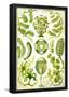 Siphoneae Nature Art Print Poster by Ernst Haeckel-null-Framed Poster