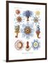 Siphonophorae, 1899-1904-null-Framed Giclee Print